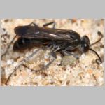 Pompilus cinereus - Wegwespe w33c 10mm.jpg